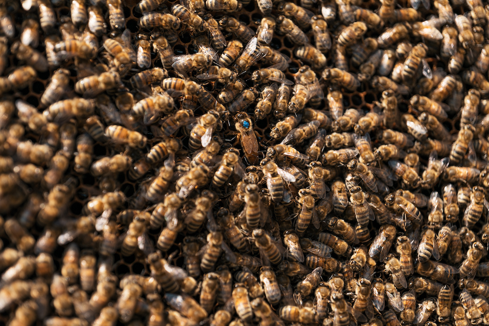 Miesto bitės svarbi ekosistemos dalis - miesto bitininkai Urbanbee.lt 