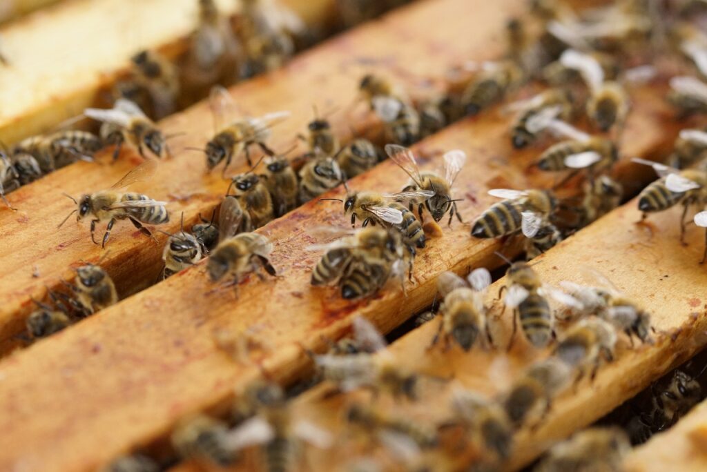 beehive, bees, insects-1143380.jpg